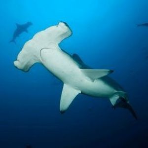 Meet your Posher, Chase